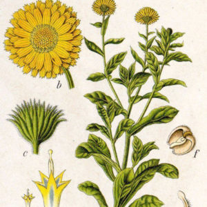 calendula-old-drawing