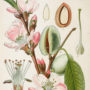 Organic Total Care with Horopito - Image 3