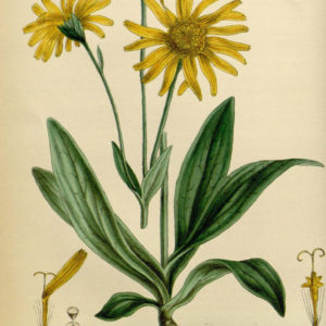 old-arnica-drawing