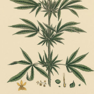 old-hemp-drawing