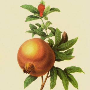 old-pomegranate-drawing