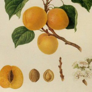 apricot-old-drawing