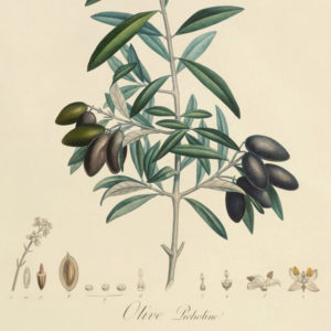 Olive-botanical-drawing