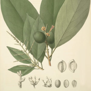 cacay-botanical-drawing
