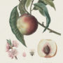 Rakiura Organic Vegan Peach Lip Balm - Image 3