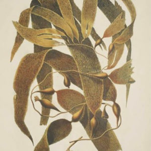 Seaweed-Macrocystis-pyrifera
