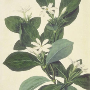tahitian-gardenia-1