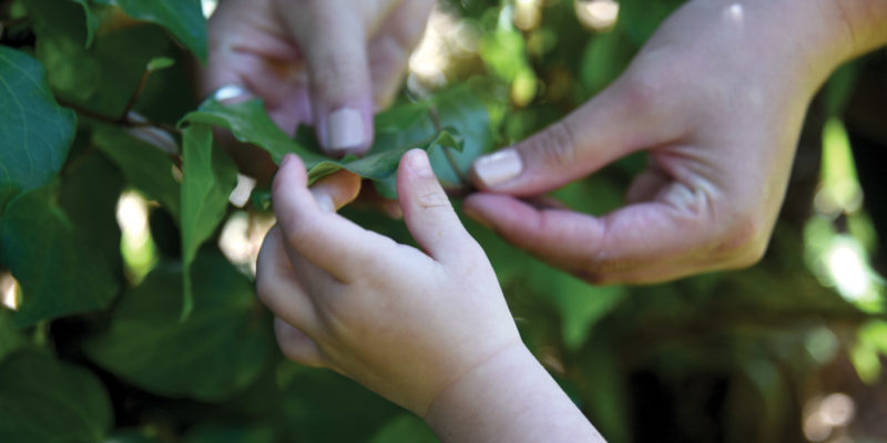 The Power Of Kawakawa (Macropiper Excelsum)