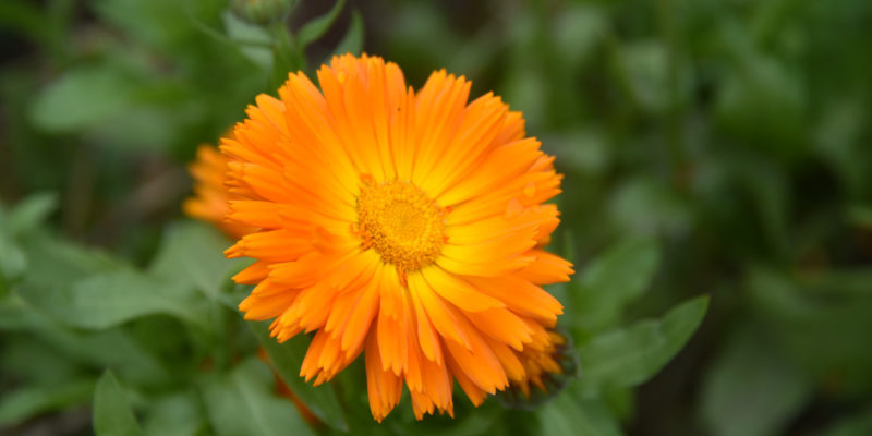 Calendula – Used For Centuries