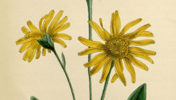 Arnica – A Plant That Has Been Used For Centuries