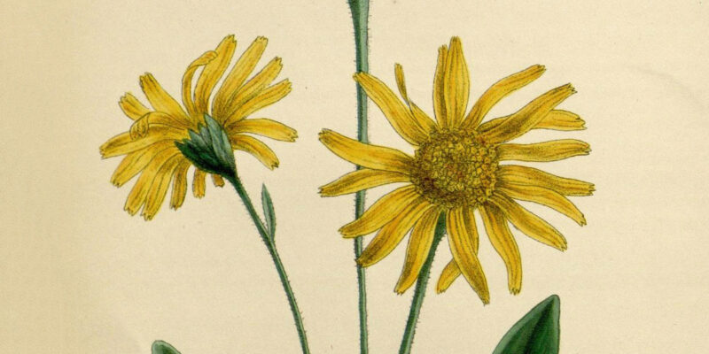 Arnica – A Plant That Has Been Used For Centuries